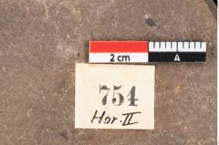 Foto (Detailsansicht) von Quercus palaeoilex Ettingshausen (NHMW-GEO-2024-0188-0754)